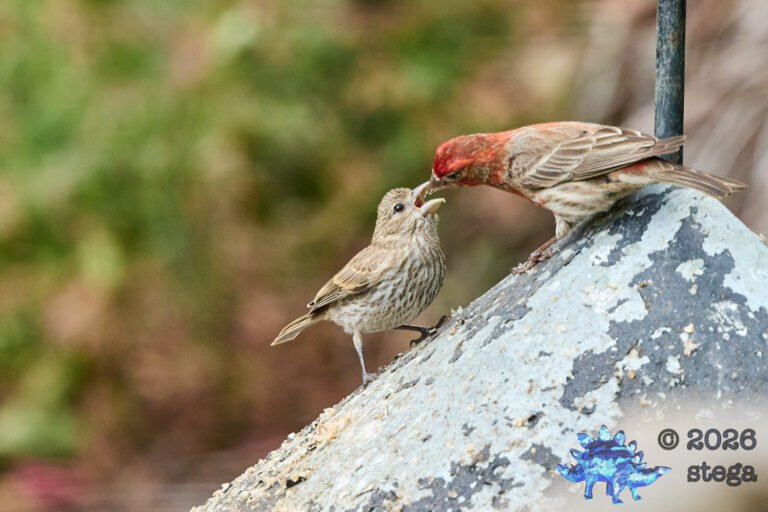 House Finch