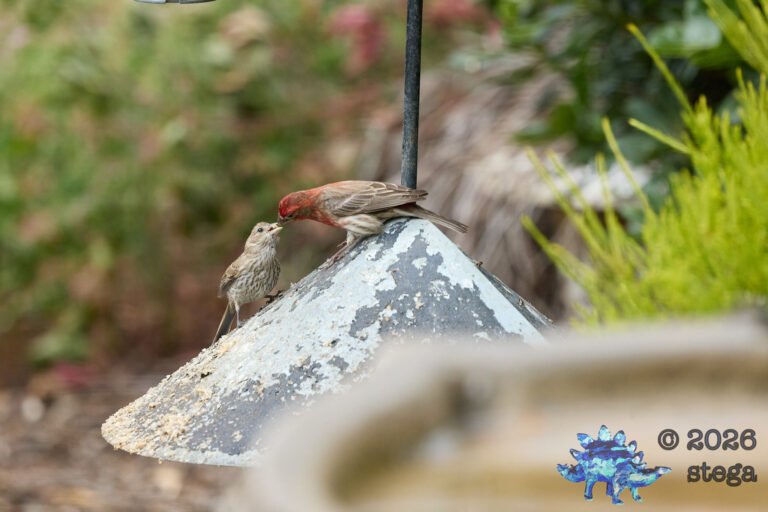 House Finch