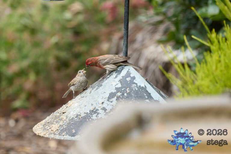 House Finch