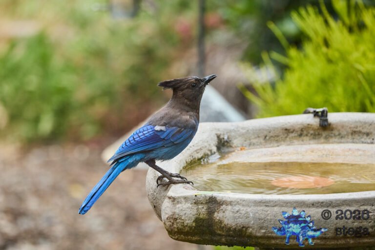 Steller’s Jay