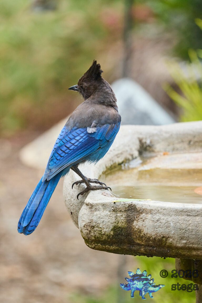 Steller’s Jay