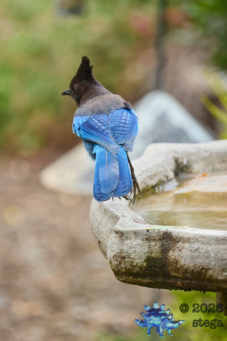 Steller’s Jay