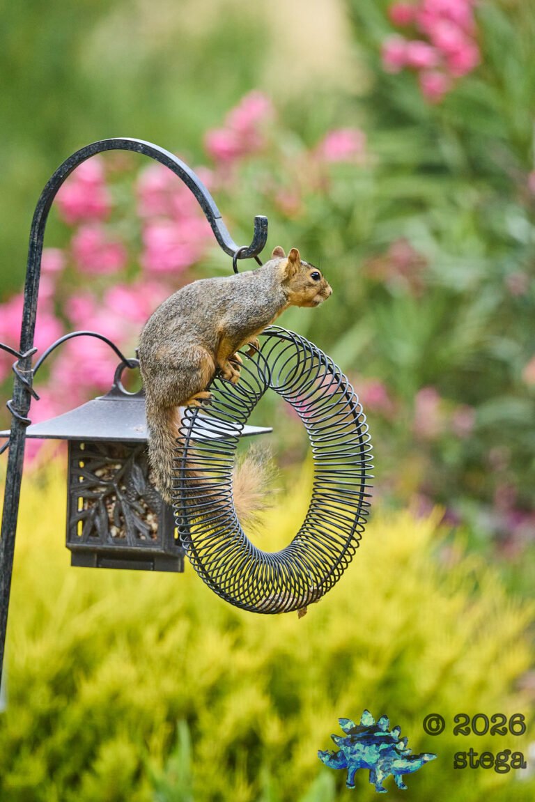 Fox Squirrel
