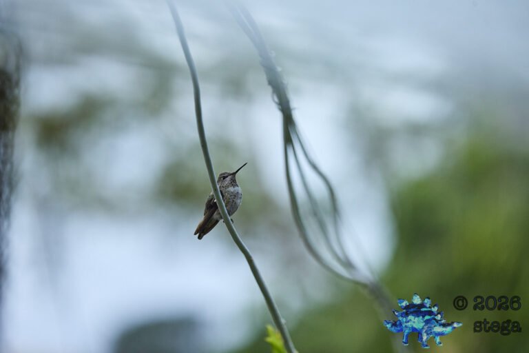 Allen’s Hummingbird