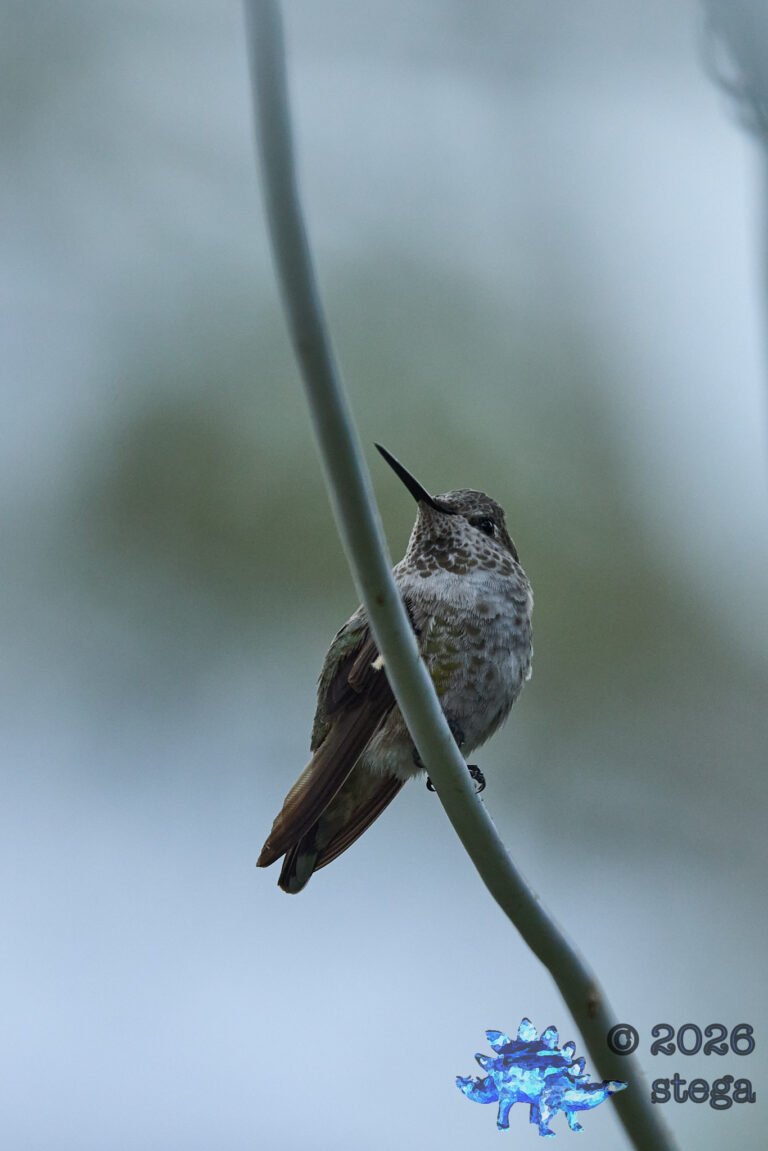 Allen’s Hummingbird
