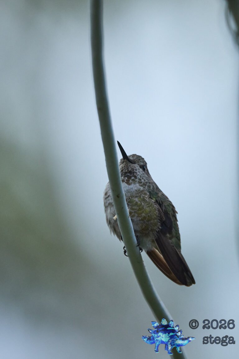 Allen’s Hummingbird