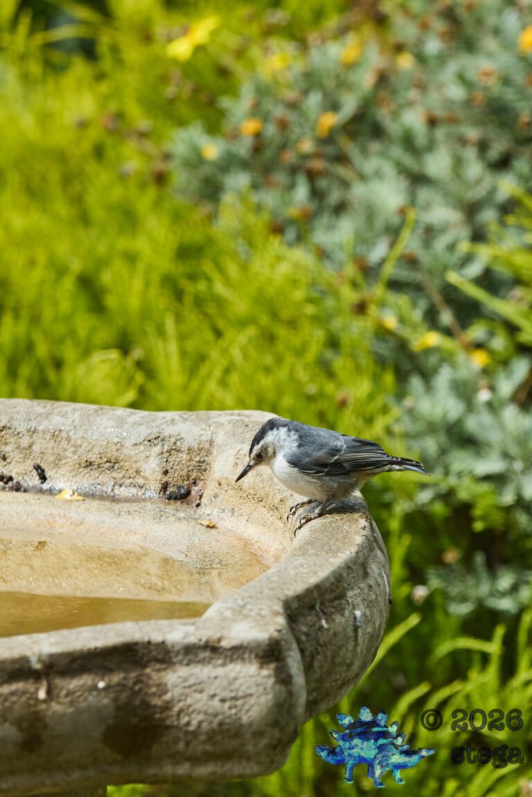 White Breasted Nuthatch