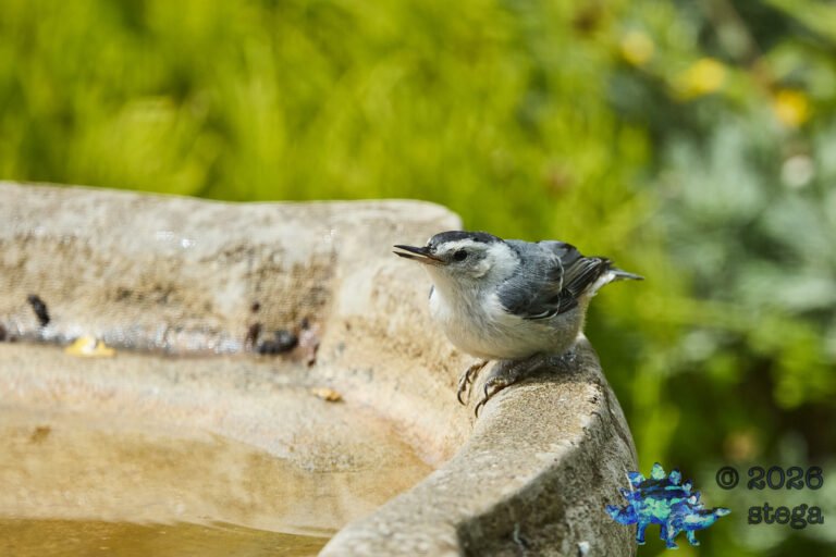 White Breasted Nuthatch