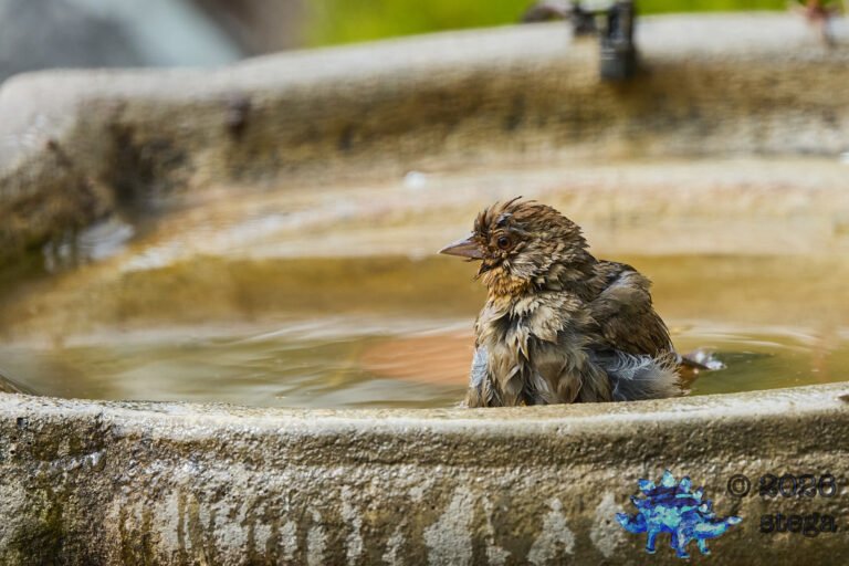 California Towhee