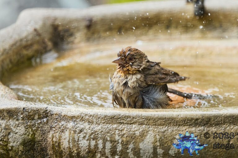 California Towhee