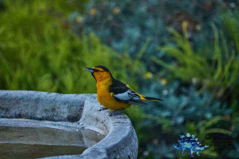 Bullock’s Oriole