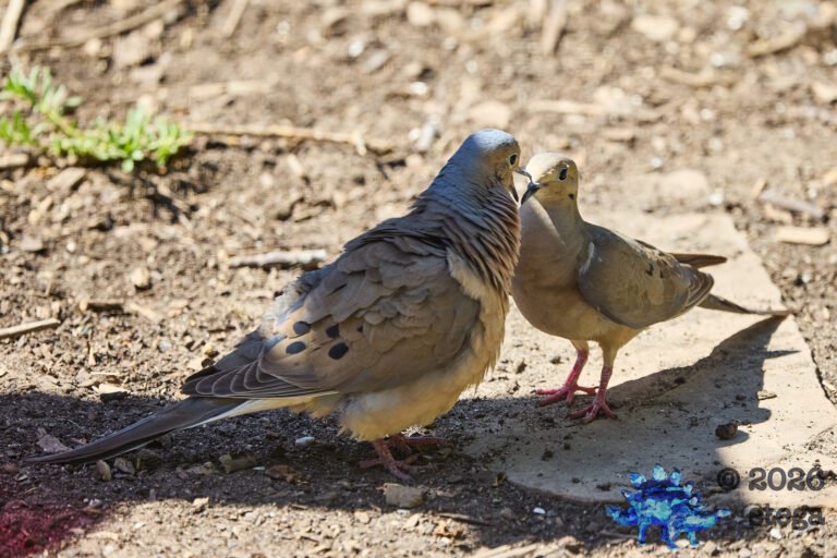 Mourning Dove