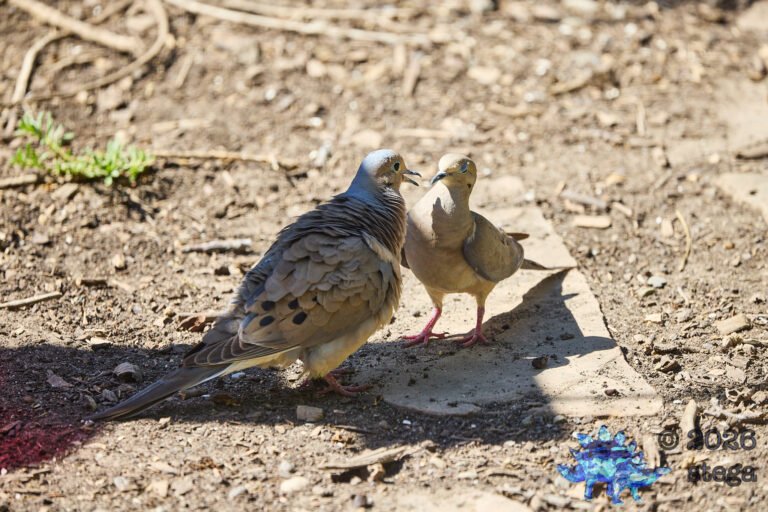 Mourning Dove