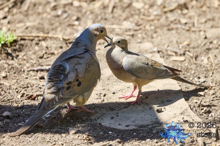 Mourning Dove