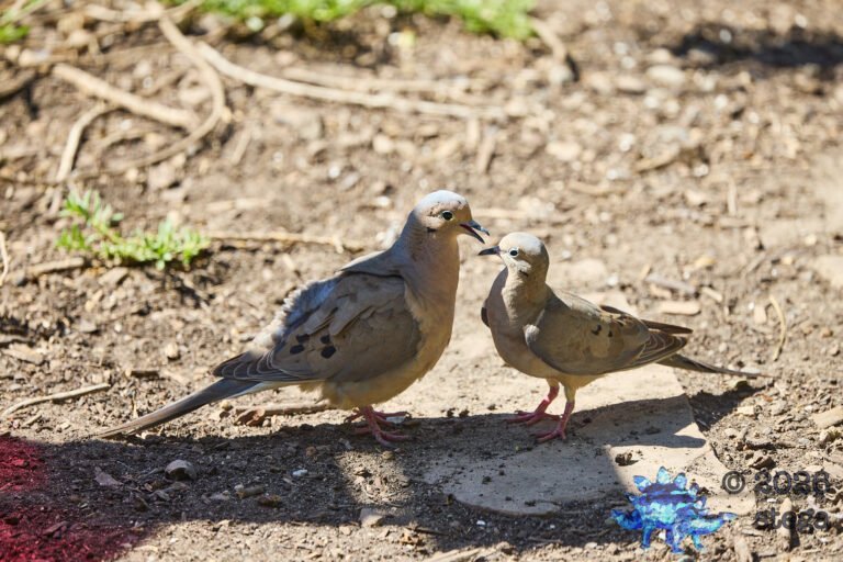 Mourning Dove