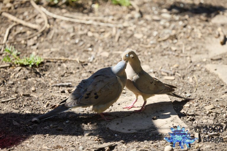 Mourning Dove