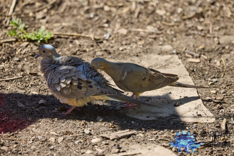 Mourning Dove