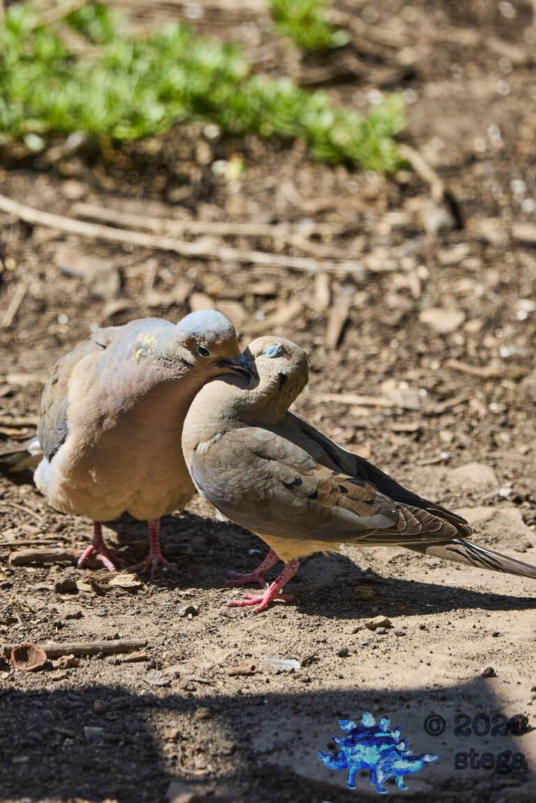Mourning Dove