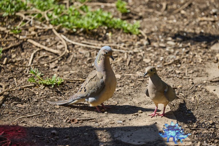 Mourning Dove