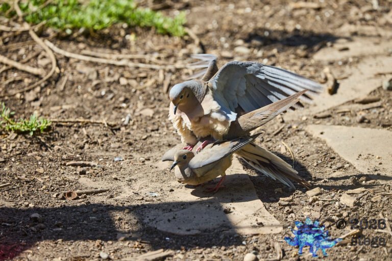 Mourning Dove