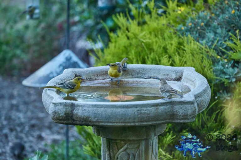 Hooded Oriole, House Finch