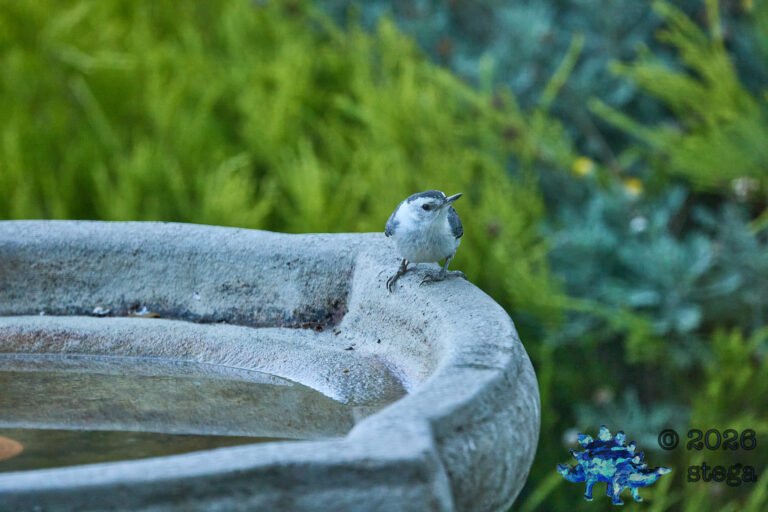 White Breasted Nuthatch