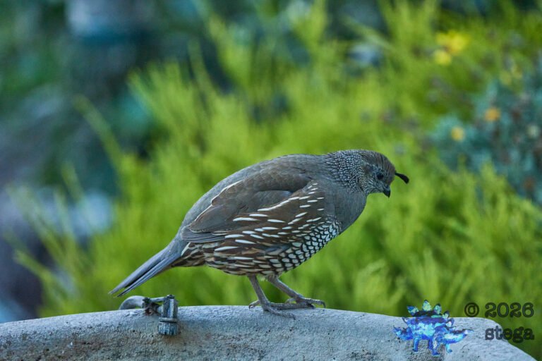 California Quail