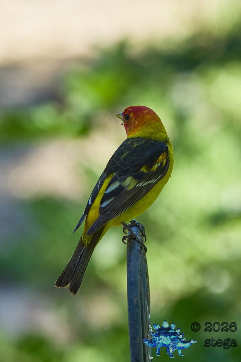 Western Tanager