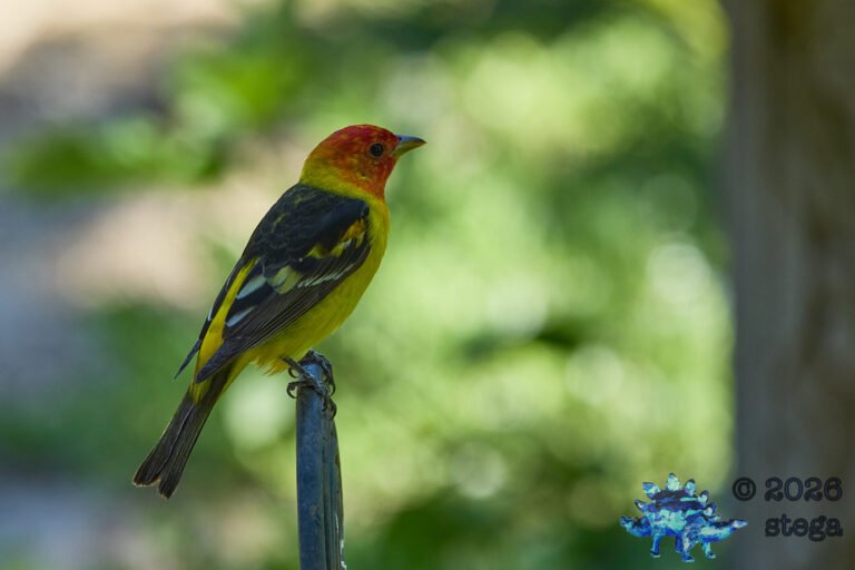 Western Tanager