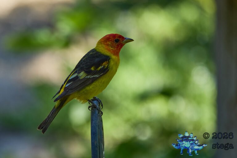 Western Tanager