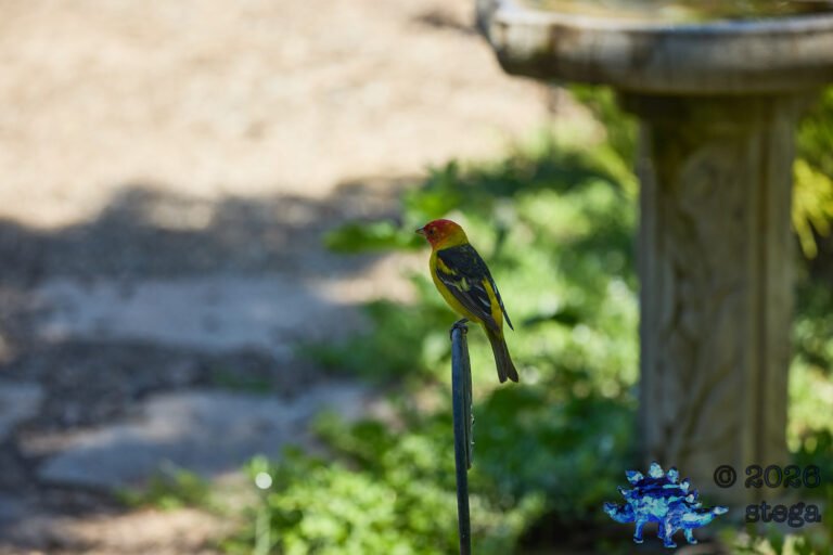 Western Tanager