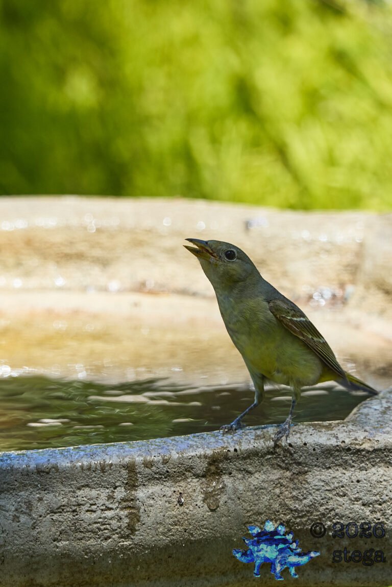 Western Tanager