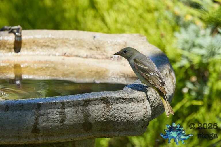 Western Tanager