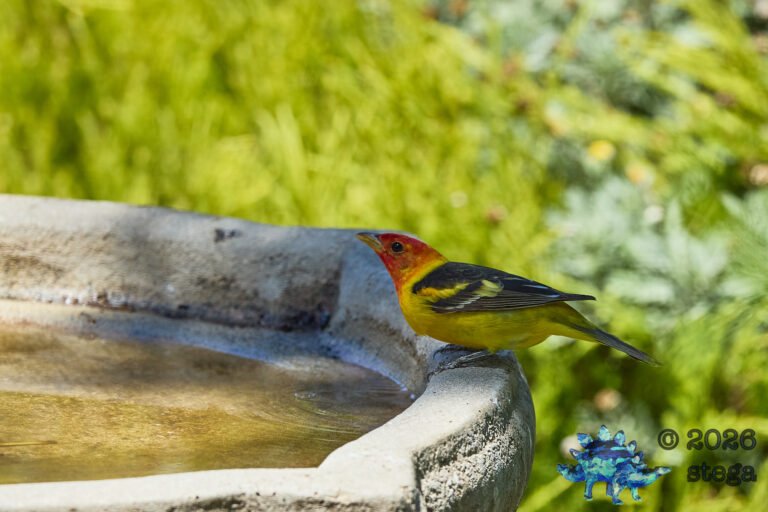 Western Tanager