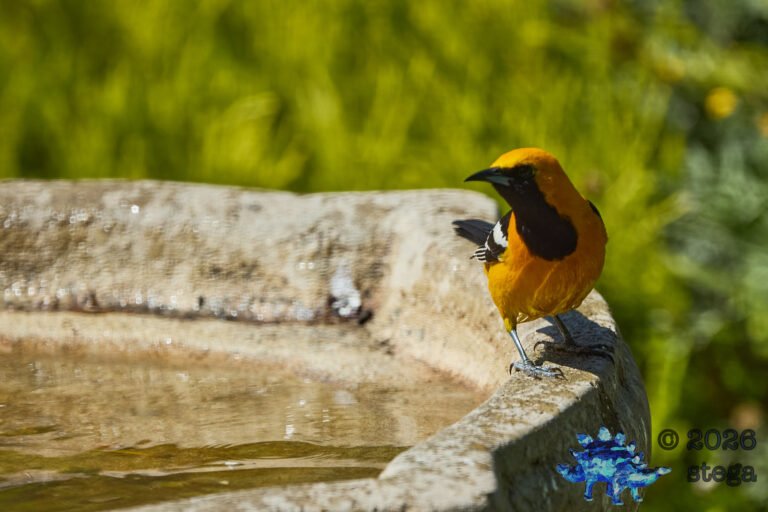 Hooded Oriole