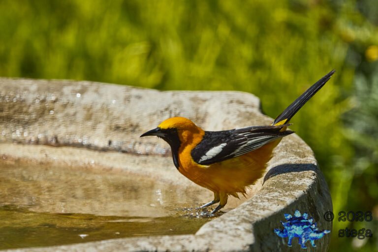 Hooded Oriole