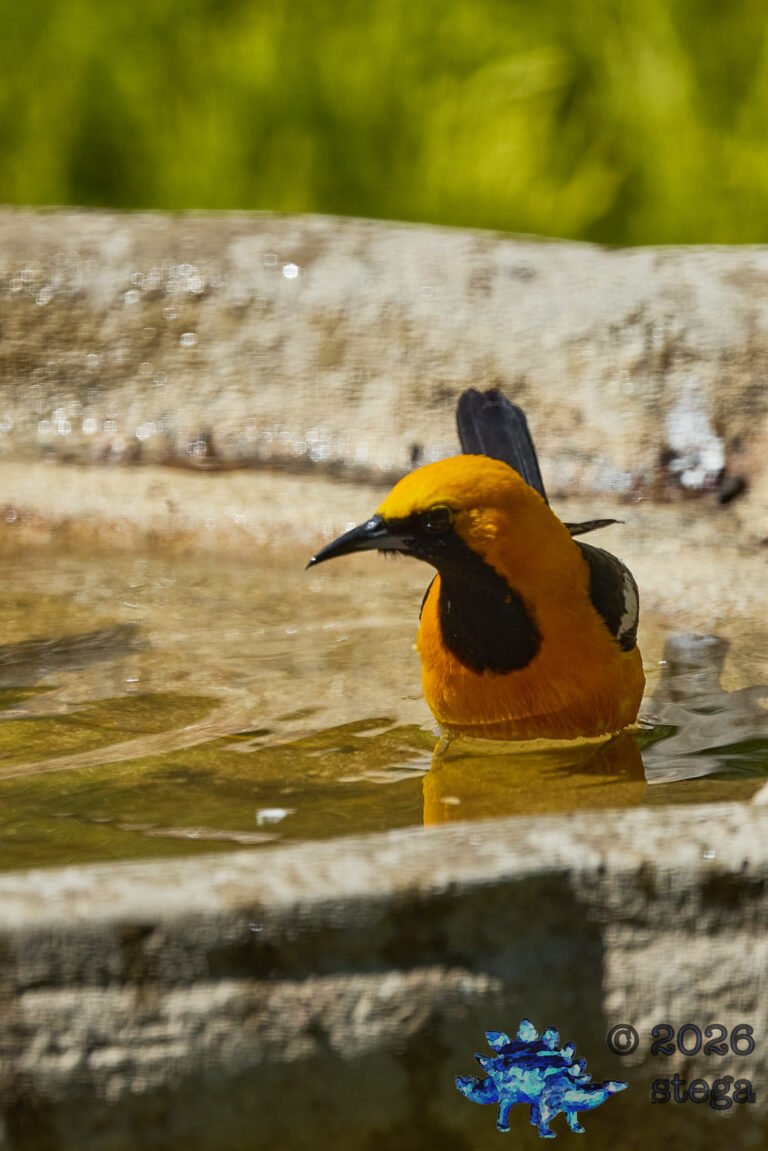 Hooded Oriole