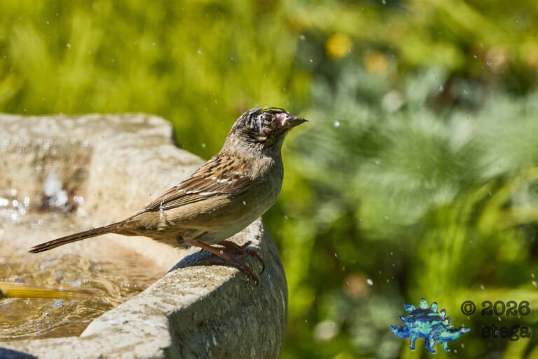Gold-Crowned Sparrow, Injury