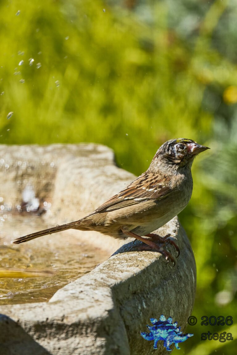 Gold-Crowned Sparrow, Injury