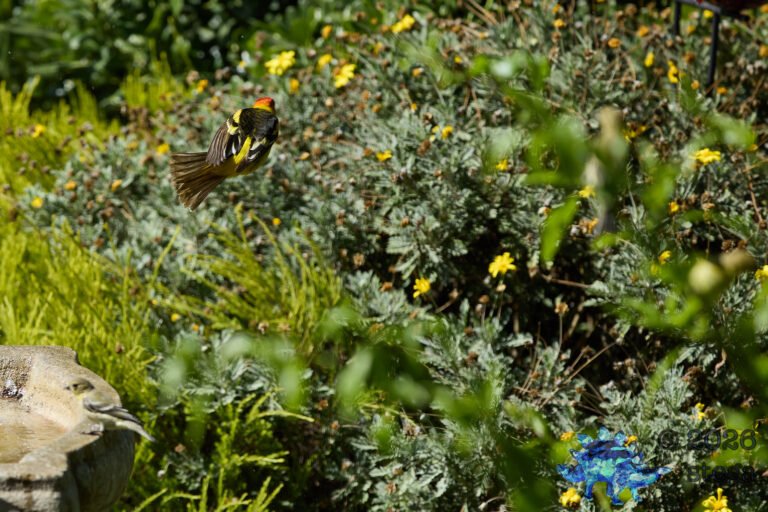 Western Tanager