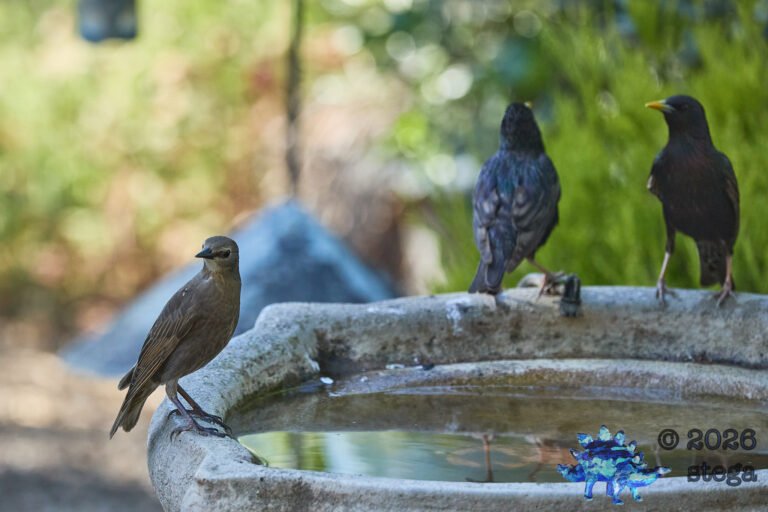 European Starling