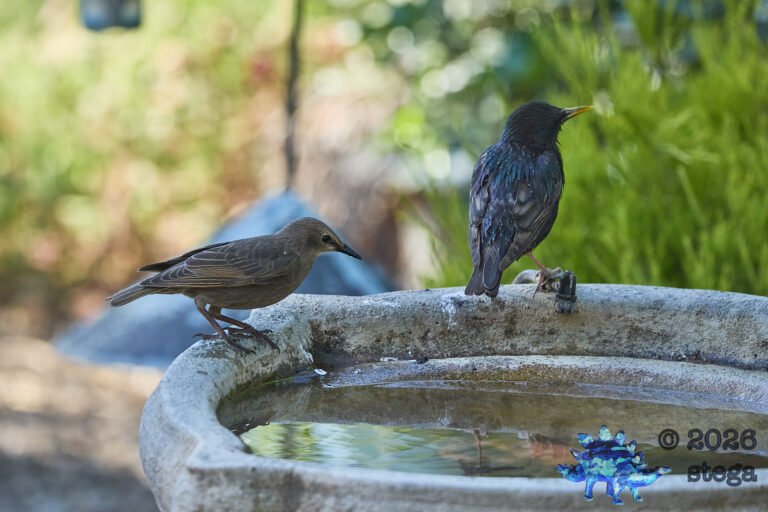 European Starling