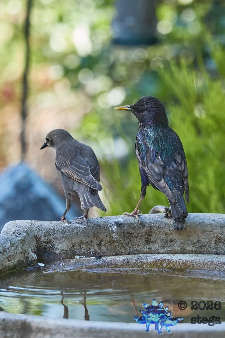European Starling