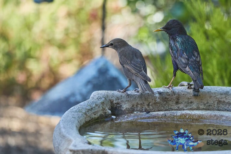 European Starling